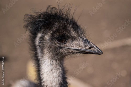Beautiful emu bird close up.