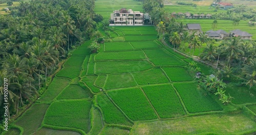 Aerial footage of beautiful scenery of lush green rice fields flooded with water and palm trees near Ubud, Bali, Indoensia