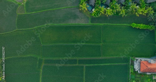 Aerial footage of beautiful scenery of lush green rice fields flooded with water and palm trees near Ubud, Bali, Indoensia