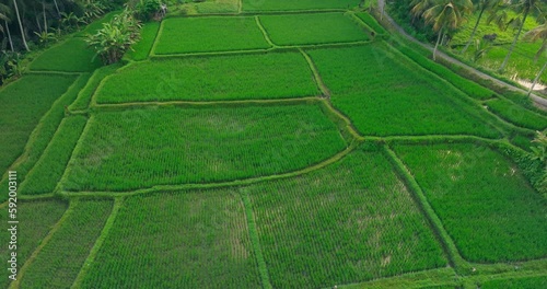 Aerial footage of beautiful scenery of lush green rice fields flooded with water and palm trees near Ubud, Bali, Indoensia