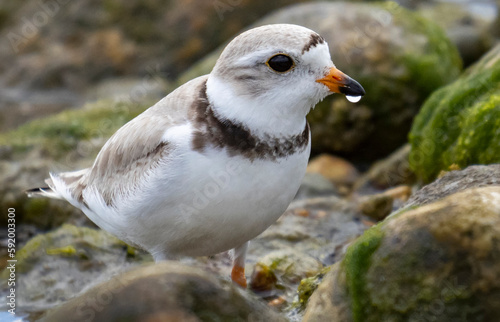Close-up portrait of a Piping Plover (Charadrius Melodus); Groton, Connecticut, United States of America photo