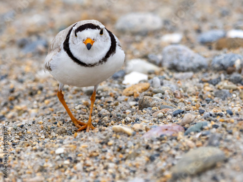 Piping Plover (Charadrius Melodus) walking on a pebble beach; Groton, Connecticut, United States of America photo