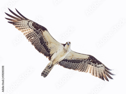 Osprey (Pandion haliaetus) flying overhead; Groton, Connecticut, United States of America photo