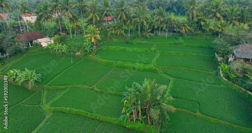 Aerial footage of beautiful scenery of lush green rice fields flooded with water and palm trees near Ubud, Bali, Indoensia