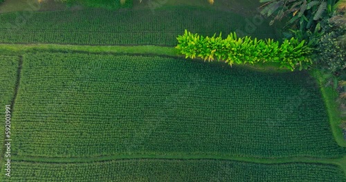 Aerial footage of beautiful scenery of lush green rice fields flooded with water and palm trees near Ubud, Bali, Indoensia
