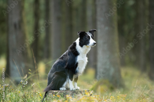 Fototapeta Naklejka Na Ścianę i Meble -  Shooting d'un chien de race border collie dans les bois