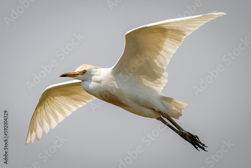 Cattle egret (Bubulcus ibis) flies through perfect blue sky in Chobe National Park; Chobe, Botswana photo