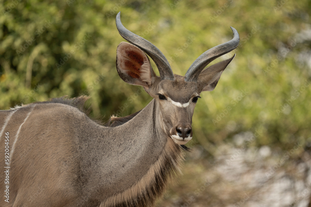 Close-up of juvenile male Greater kudu (Tragelaphus strepsiceros) staring in Chobe National Park; Chobe, Botswana Close-up of juvenile male Greater kudu (Tragelaphus strepsiceros) staring in Chobe National Park; Chobe, Botswana