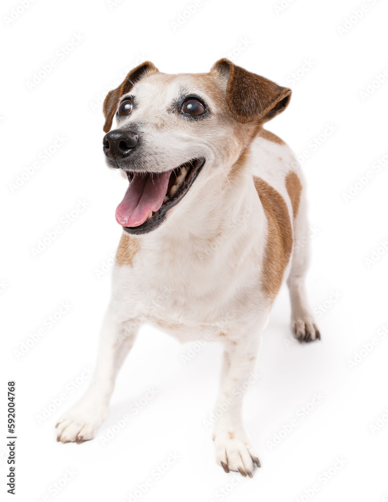 Smiling adorable Jack Russell terrier looking up. Happy active senior elderly 13 years old pet staying on white background. Studio shot full height 