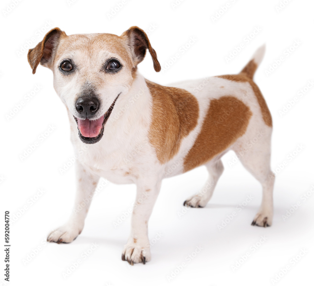 Dog on white. Elderly senior 13 years old happy small dog Jack Russell terrier looking at camera and smiling. 