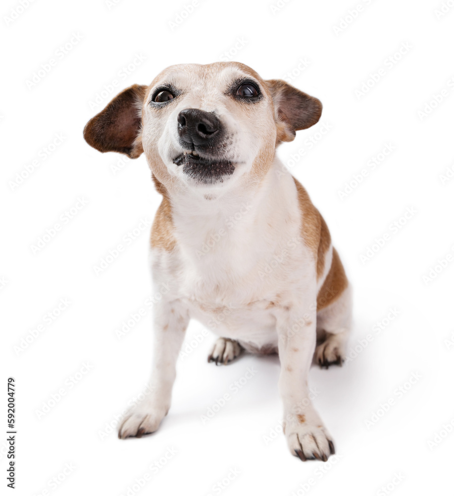 Funny dog with skeptical, ironic facial expression, grimacing dog looking at camera. Silly pet Jack Russell terrier sitting on white background. Jokes