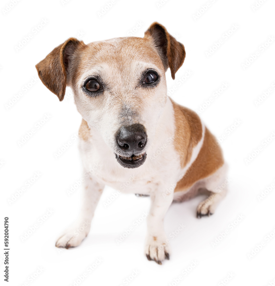 Funny dog face with confused facial expression looking at the camera. Small elder senior dog Jack Russell terrier on white background. Silly making faces  