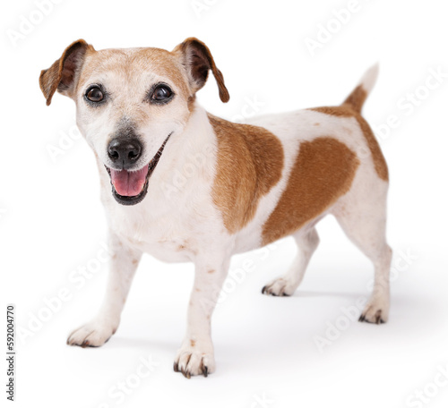 Dog on white. Elderly senior 13 years old happy small dog Jack Russell terrier looking at camera and smiling. 