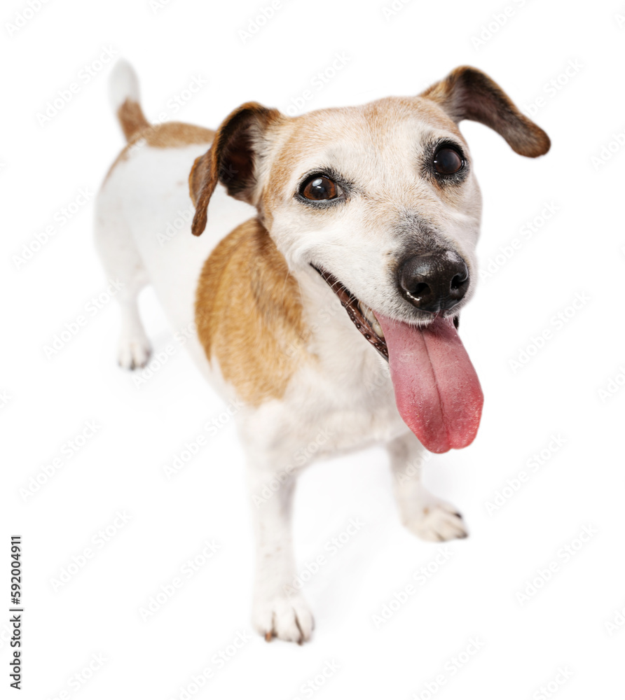 Adorable smiling small dog Jack Russell terrier looking at camera. Cute funny pet theme. Animal on white background