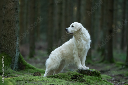 Shooting d'un chien de race golden retriever dans les bois