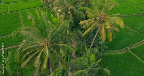 Drone aerial footage of woman riding scooter on a road between beautiful  lush green rice fields, flooded with water and palm trees near Ubud, Bali, Indoensia