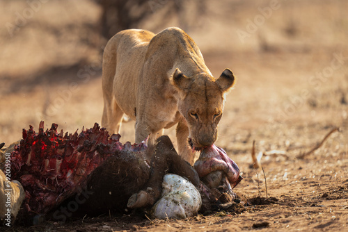 Lioness (Panthera leo) stands chewing innards from buffalo carcase in Chobe National Park; Chobe, Botswana