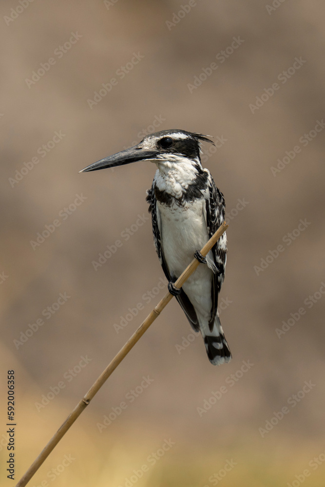 Pied Kingfisher (Ceryle rudis) shows catchlight on thin branch in Chobe National Park; Chobe, Botswana Pied Kingfisher (Ceryle rudis) shows catchlight on thin branch in Chobe National Park; Chobe, Botswana