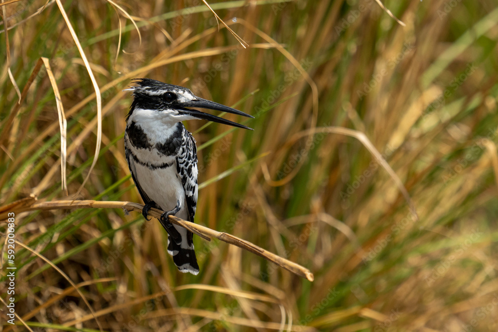 Pied Kingfisher (Ceryle rudis) shows catchlight on bent branch in Chobe National Park; Chobe, Botswana Pied Kingfisher (Ceryle rudis) shows catchlight on bent branch in Chobe National Park; Chobe, Botswana