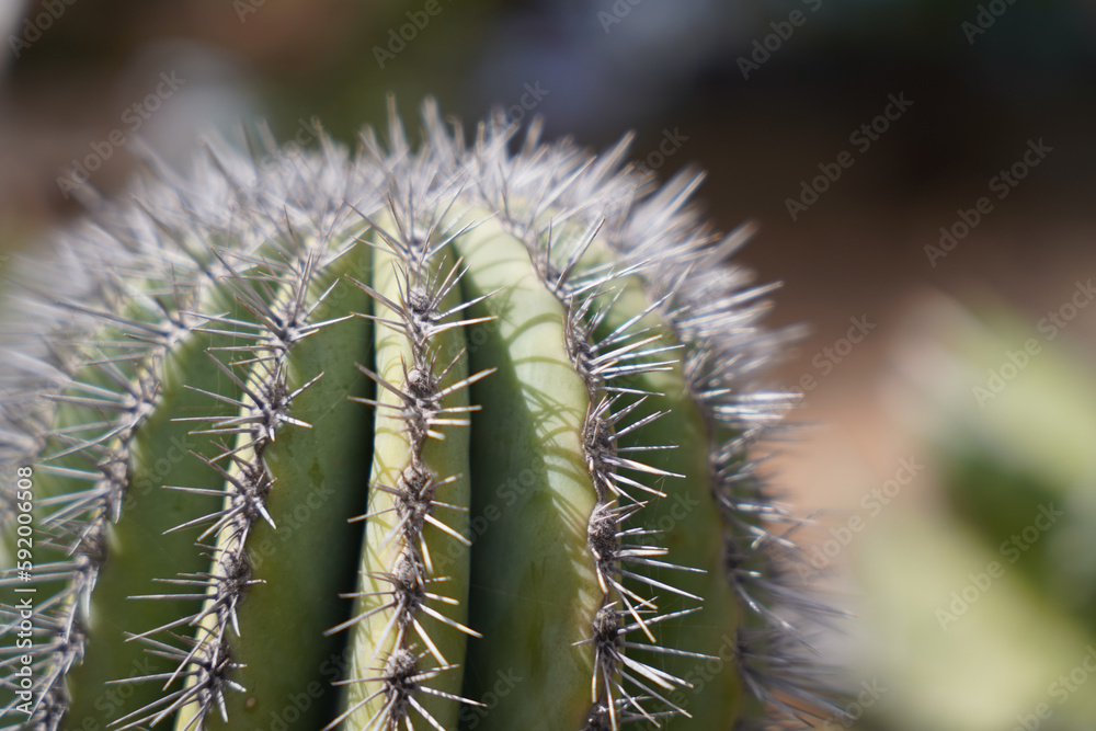 Gran Canaria, Maspalomas, Sand, Strand, Wasser, Meer, Sonne, Dünen, Dunas, Panorama, Gran Canaria, Maspalomas, Sand, Strand, Wasser, Meer, Sonne, Dünen, Dunas, Panorama,