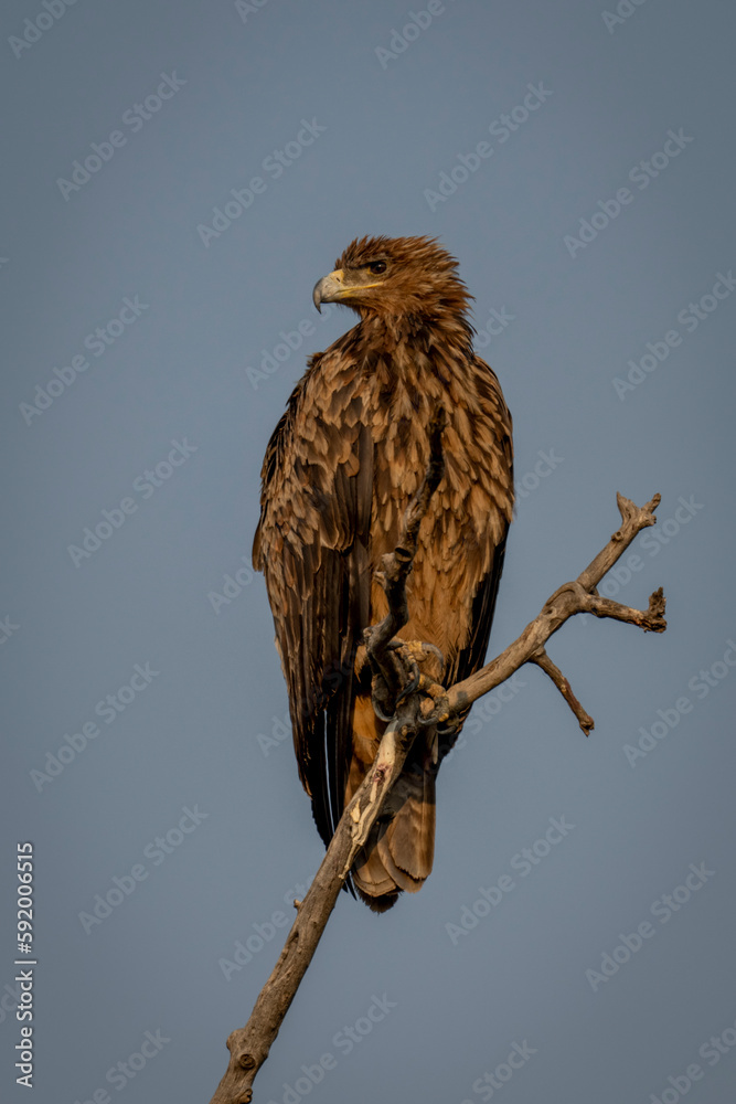 Tawny eagle (Aquila rapax) on forked branch turning head on Chobe National Park; Chobe, Botswana Tawny eagle (Aquila rapax) on forked branch turning head on Chobe National Park; Chobe, Botswana