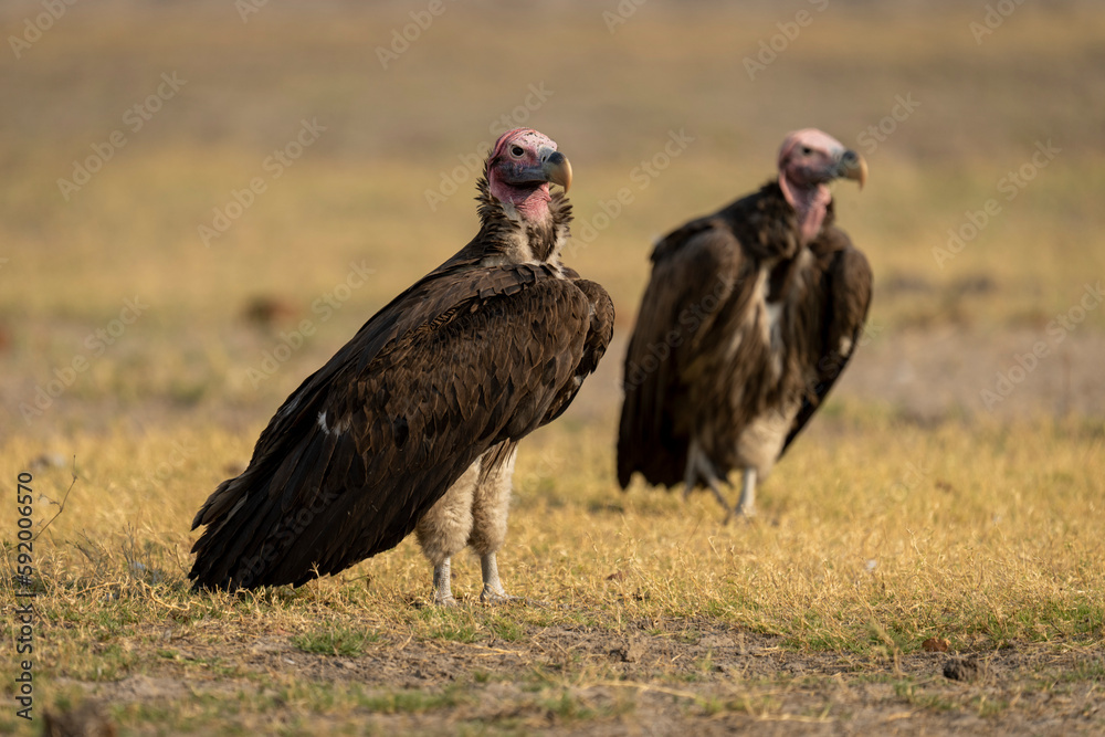 Two lappet-faced vultures (Gyps africanus) stand on short grass in Chobe National Park; Chobe, Botswana Two lappet-faced vultures (Gyps africanus) stand on short grass in Chobe National Park; Chobe, Botswana