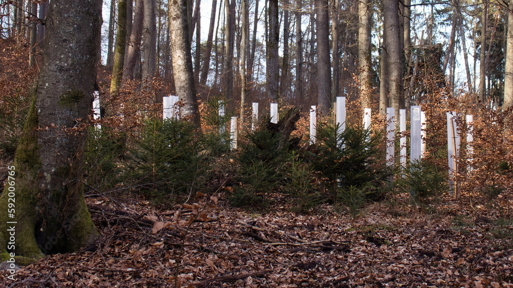 White posts in the ground surrounded by trees and dead leaves in the Palatinate Forest on a winter day near Kaiserslautern, Germany. White posts in the ground surrounded by trees and dead leaves in the Palatinate Forest on a winter day near Kaiserslautern, Germany.