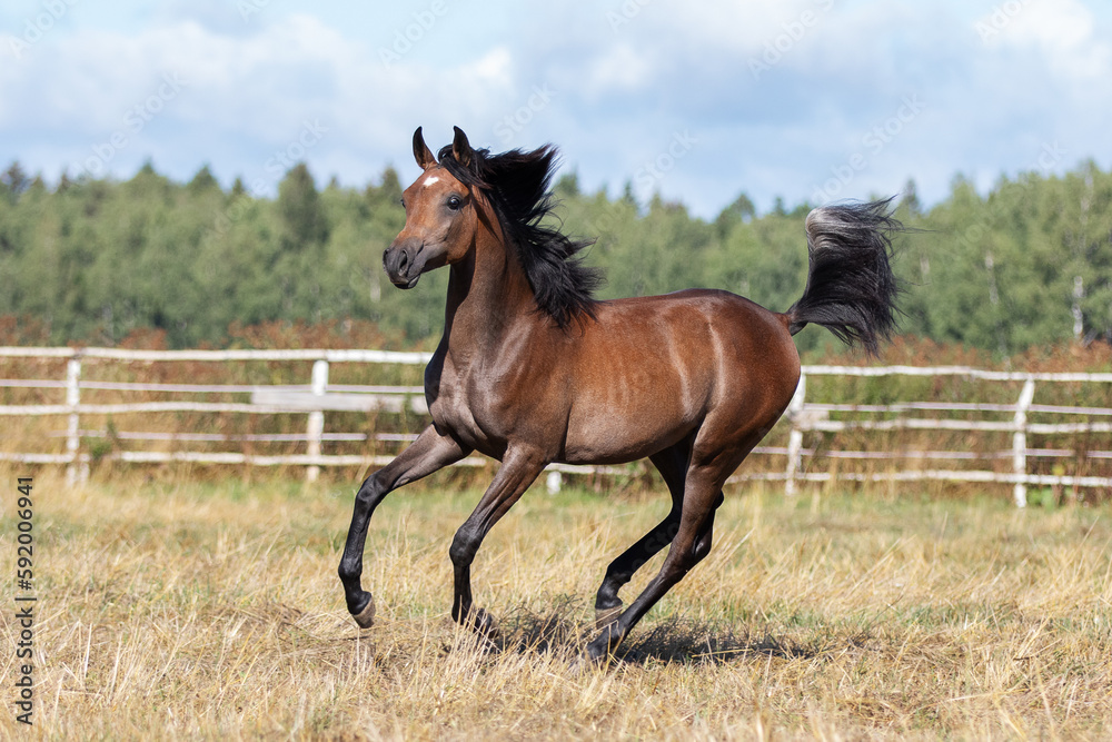 Young pretty arabian horse runs and frolics summer background