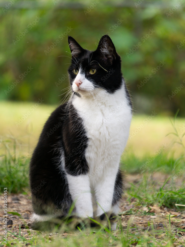 Gato color blanco y negro, mínimo, gatito, hermoso de mirada noble, en le parque, disfrutando de una caminata.