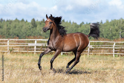 Fototapeta Naklejka Na Ścianę i Meble -  Young pretty arabian horse runs and frolics summer background