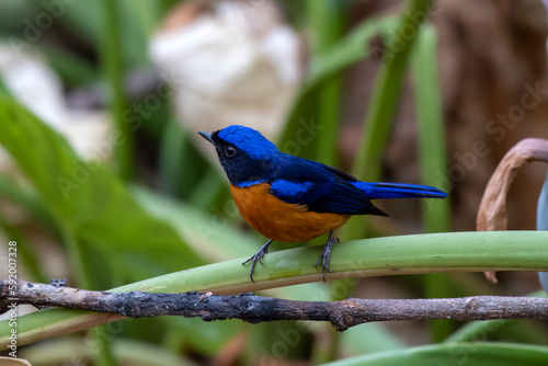 Rufous-bellied niltava or Niltava sundara observed in Rongtong in West Bengal photo