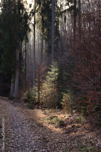 Light shining through the tops of tall trees onto a small green tree next to a walking path in the Palatinate Forest on a winter day. 