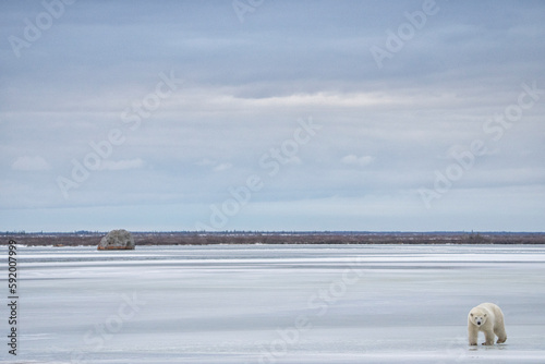 Polar bear (Ursus maritimus) walking on a frozen lake; Churchill, Manitoba, Canada photo