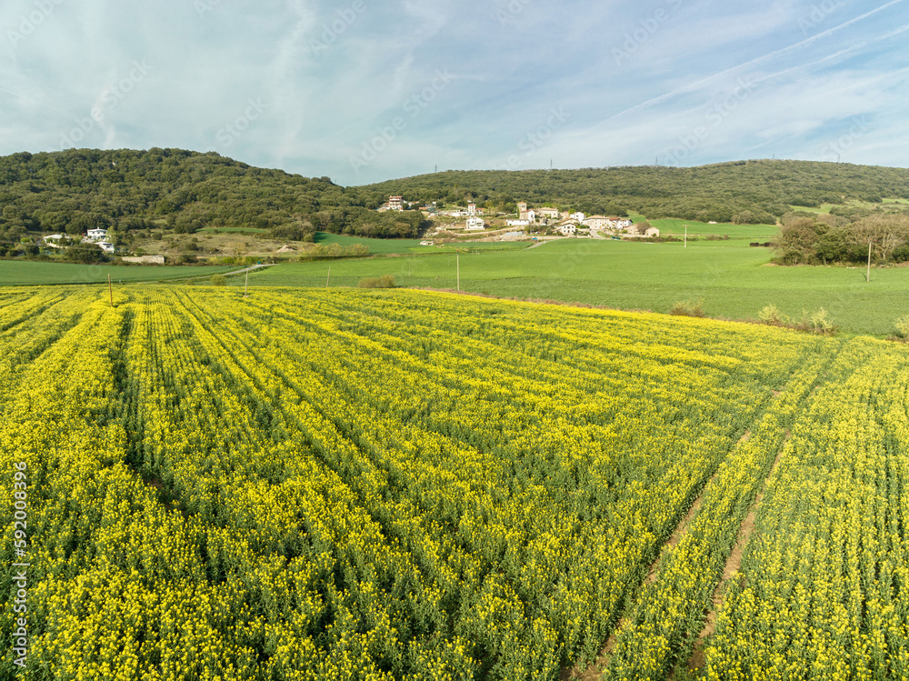 Rapeseed cultivation in spring