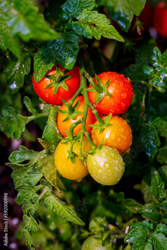 Close-up of an assortment of colour ripeness of cherry tomatoes on the vine with water droplets; Calgary, Alberta, Canada
