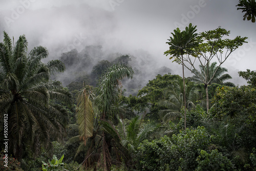 Heavily forested area in the Nkollo region of Cameroon. The dense cover allows large pools of standing water to accumulate, often making transportation difficult; Nkollo, Kribi district, Cameroon photo