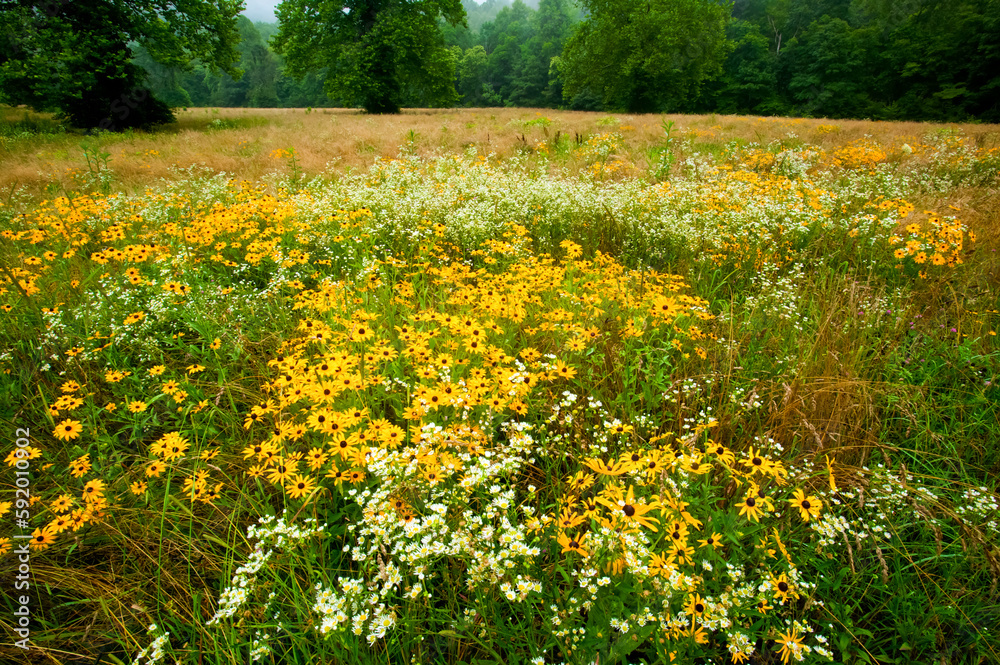 Field of Black-eyed Susans (Rudbeckia hirta sp.) and other wildflowers in Great Smoky Mountains National Park, Tennessee, USA; Tennessee, United States of America