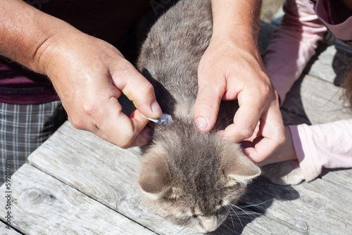 Foto men's hands dripping on the back of the cat's neck medicine for parasites