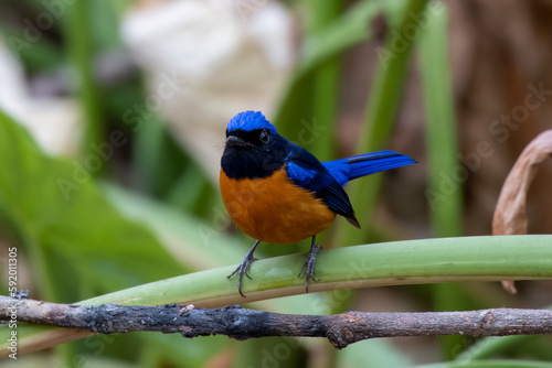 Photos Rufous-bellied niltava or Niltava sundara observed in Rongtong in West Bengal