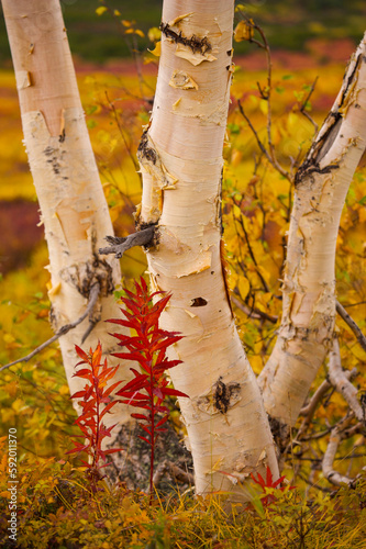 Stone birch tree trunks (Betula ermanii cham.) with autumn coloured foliage surrounding them; Kronotsky Zapovednik, Kamchatka, Russia photo
