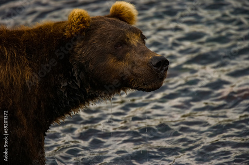 Siberian brown bear (Ursus arctos beringianus) in a stream; Kronotsky Zapovednik, Kamchatka, Russia photo