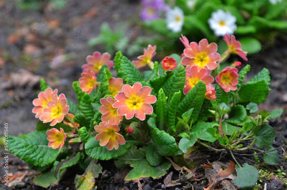 Apricot primroses bloom in the spring garden. Closeup photo . Gardening, growing flowers concept .Free copy space Apricot primroses bloom in the spring garden. Closeup photo . Gardening, growing flowers concept .Free copy space