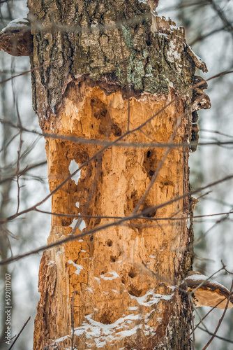 the trunk of a tree in the forest