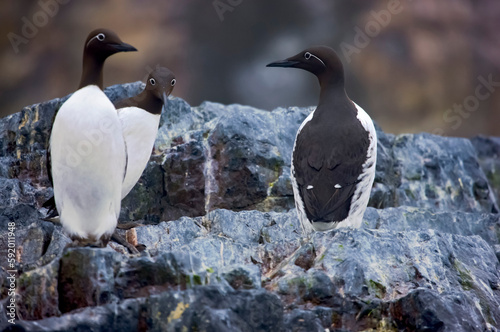 Brunnich's guillemots (Uria lomvia) on rocks; Bjornoya, Svalbard Archipelago, Norway photo