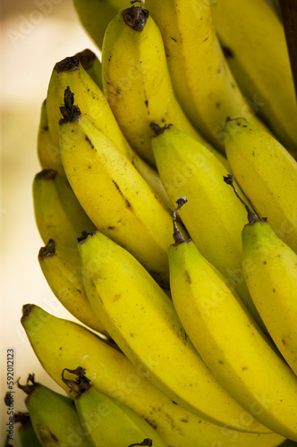 Close-up of bananas on a plant in Jamaica; Port Antonio, Jamaica photo