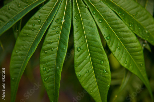 Close view of dew on leaves; Port Antonio, Jamaica