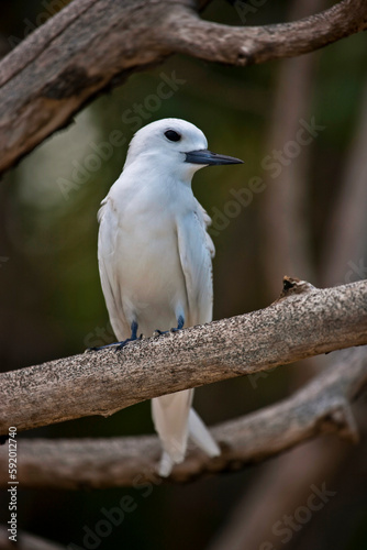 Fairy tern (Sternula nereis) perched on a branch in the Seychelles; St. Joseph Atoll, Les Amirantes, Seychelles photo