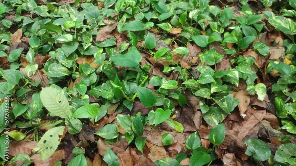Epipremnum aureum. golden pothos, Ceylon creeper, hunter's robe, ivy arum, house plant, money plant, silver vine, Solomon Islands ivy, marble queen, and taro vine. devil's vine or devil's ivy. Epipremnum aureum. golden pothos, Ceylon creeper, hunter's robe, ivy arum, house plant, money plant, silver vine, Solomon Islands ivy, marble queen, and taro vine. devil's vine or devil's ivy.