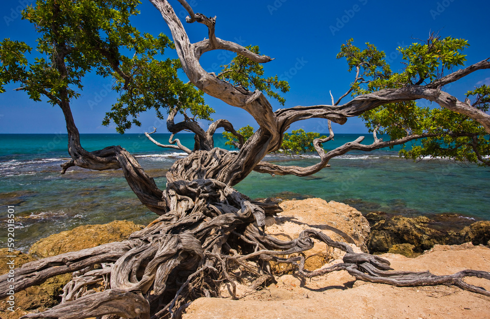 Gnarled tree on the beach; Treasure Beach, Jamaica, West Indies Gnarled tree on the beach; Treasure Beach, Jamaica, West Indies