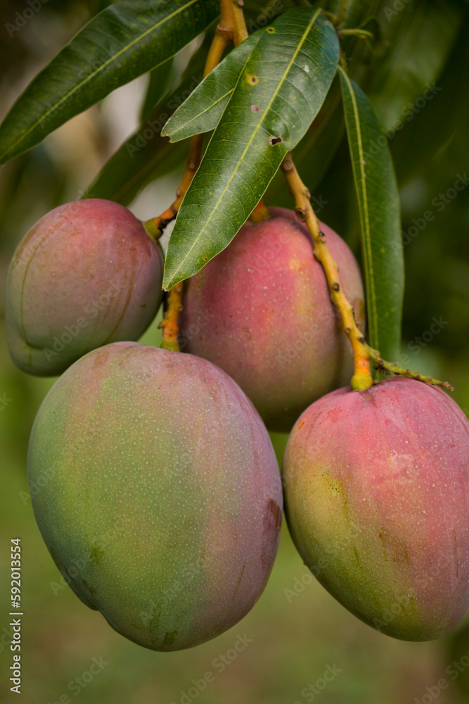Mangoes on a tree; Jamaica, West indies Stock Photo Adobe Stock